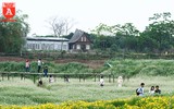 Ngỡ ngàng với cánh đồng hoa tam giác mạch nở trái mùa ở Hà Nội